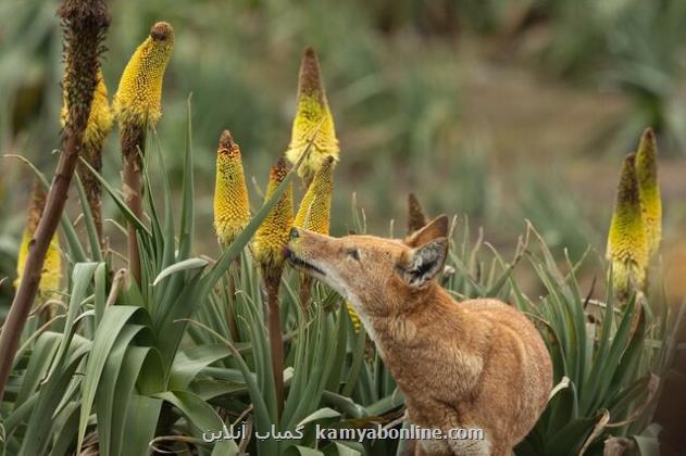 گرگ هایی که ادای زنبورهای عسل را در می آورند!